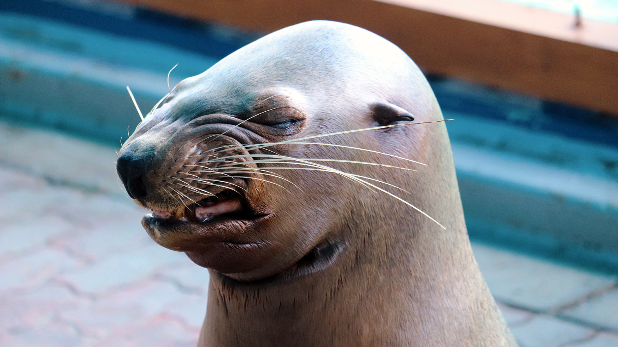 【桂浜水族館②】トド