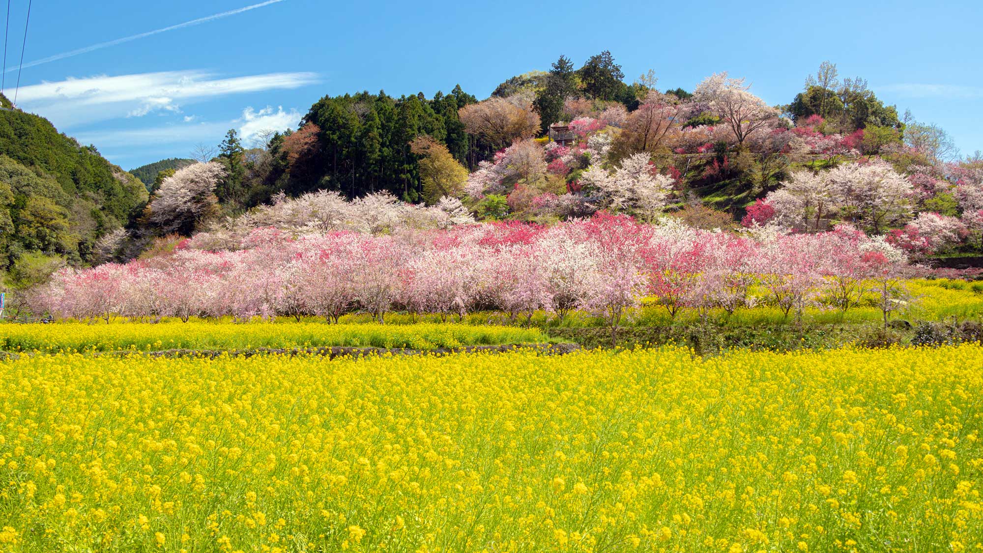 【西川花公園①／当ホテルより車で約25分】50万本の菜の花、600本以上の花桃・桜が山一面に広がりま