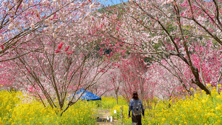 【西川花公園②】西川地区住民の有志が大切に育ててきた花公園