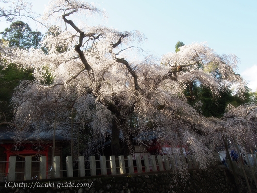 小川諏訪神社のしだれ桜