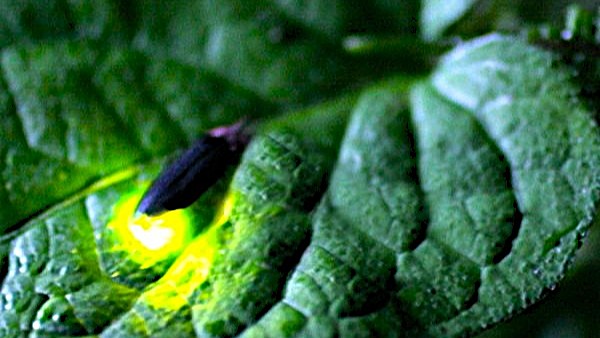 ◆5月下旬から6月にかけてはホタルの観賞も！（奈良本けやき公園)