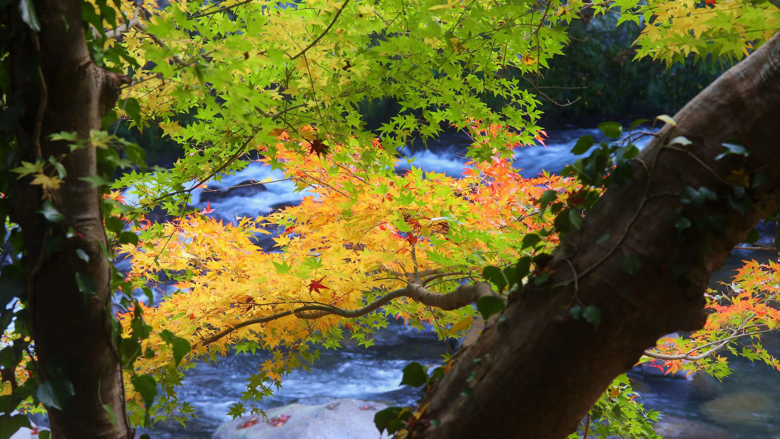 ◆天城の紅葉見ごろ：例年11月下旬～12月上旬