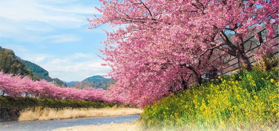 河津桜