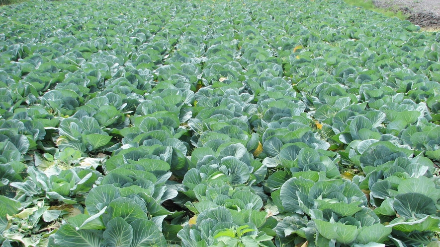 *【自家菜園】自家栽培の安心＆新鮮なお米・お野菜を使っております