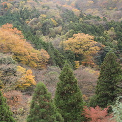 美しい秋色に染まる箱根の山々。秋だけの姿をぜひご覧ください。