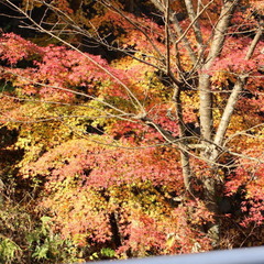 鮮やかな赤が目を引く箱根の紅葉。