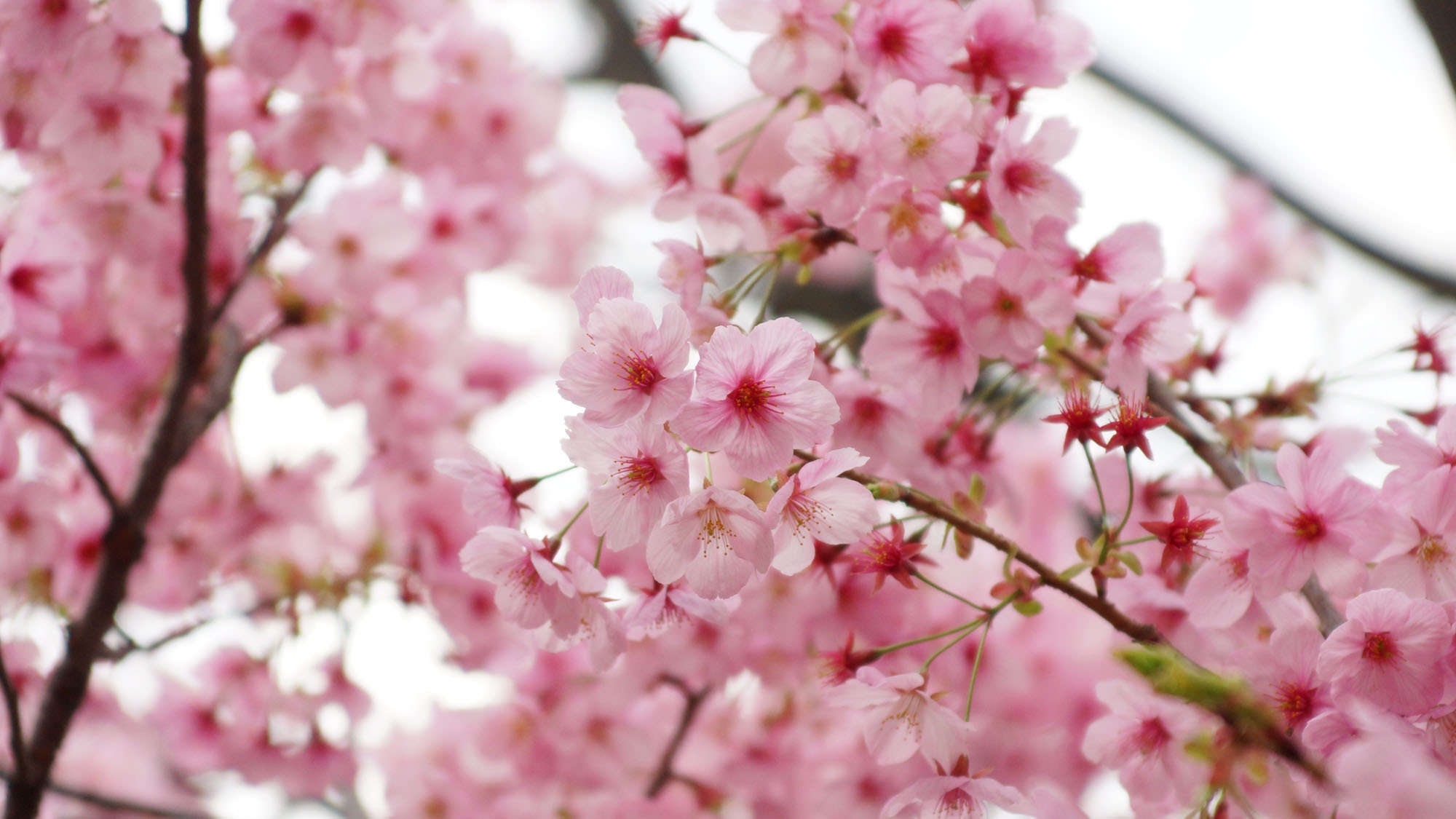 【みなみの桜と菜の花まつり】2食付◆早春のお花を見に行こう！地魚グルメも満喫♪