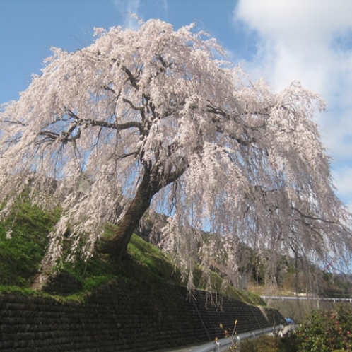 ◆【四美のしだれ桜】堂々と咲き誇る四美・岩太郎のしだれ桜