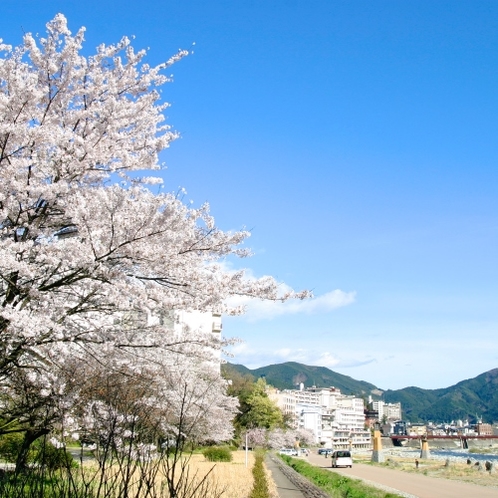 ◆【下呂温泉街河川敷の桜】
