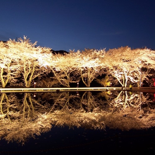 ◆【八坂湖畔桜】ダム湖沿いの桜並木はライトアップが人気