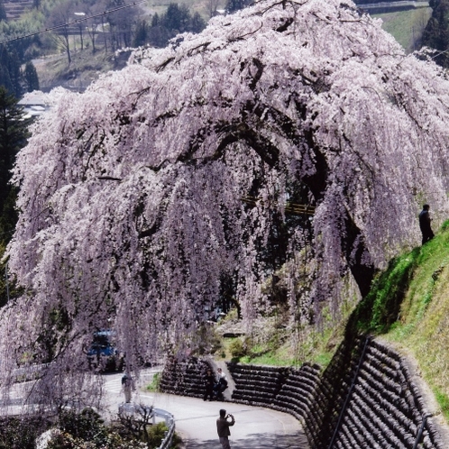◆【四美のしだれ桜】まるでシャワーのように桜の花が降り注ぐ