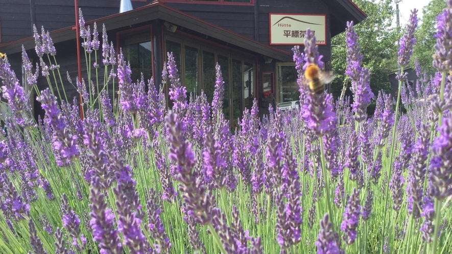 *花の百名山［平標山］登山口近くにある山荘ロッジです！