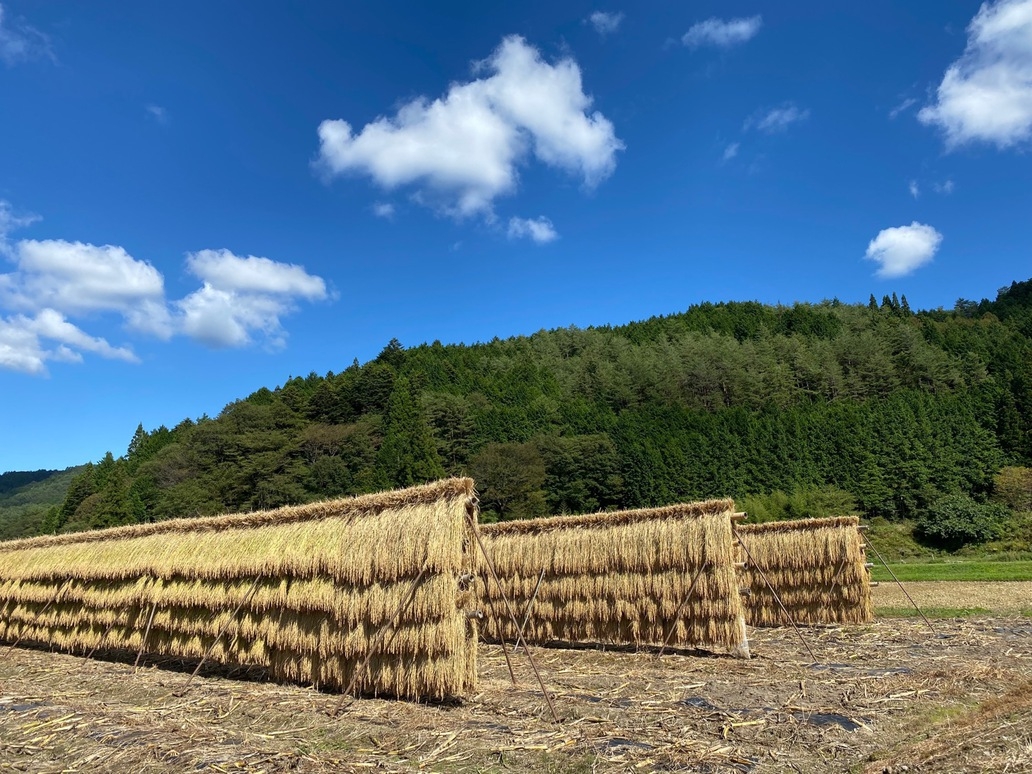 【しし鍋プラン☆二食付】売木産イノシシ　本格的シビエ料理と天然温泉を満喫