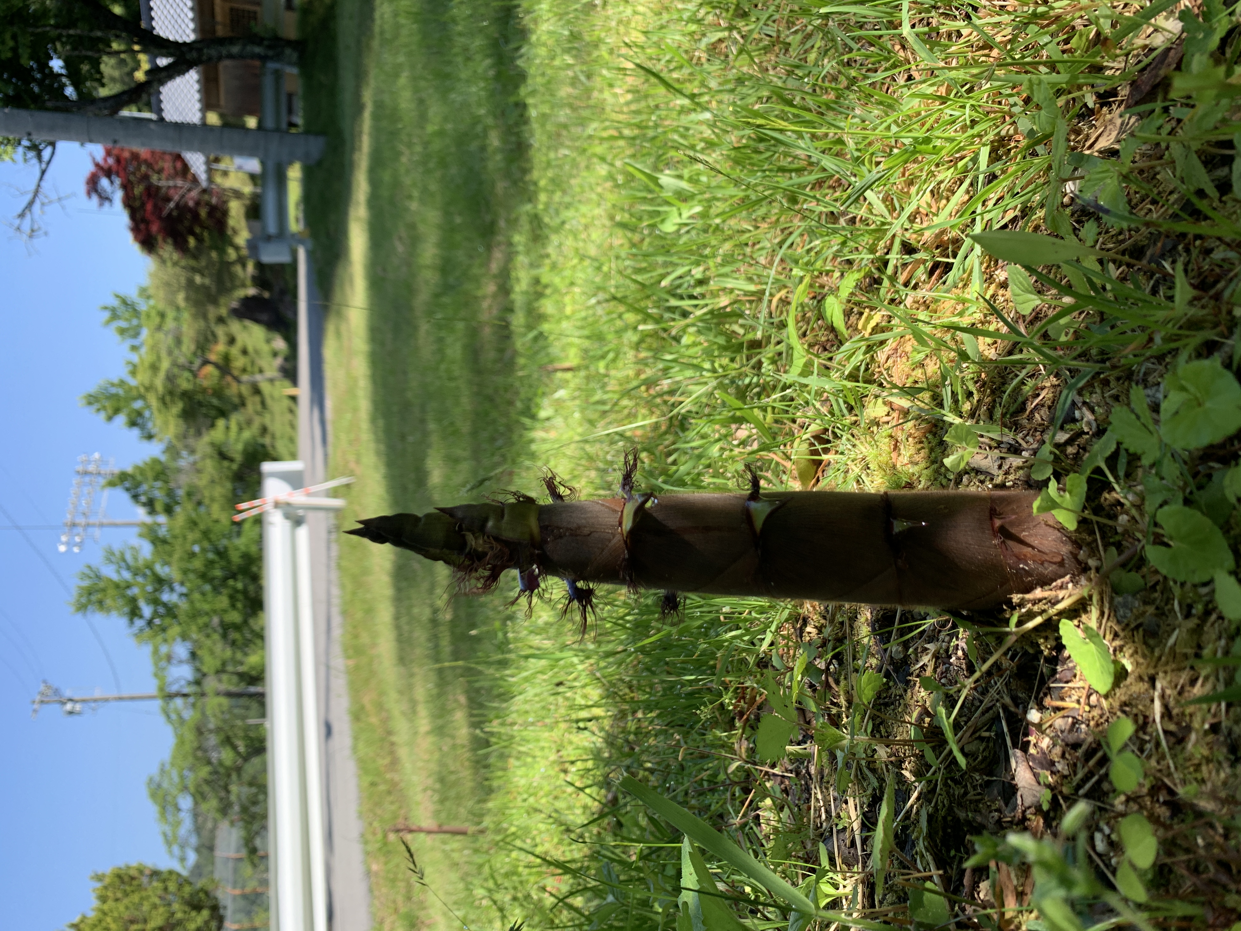 はちく（たけのこ）