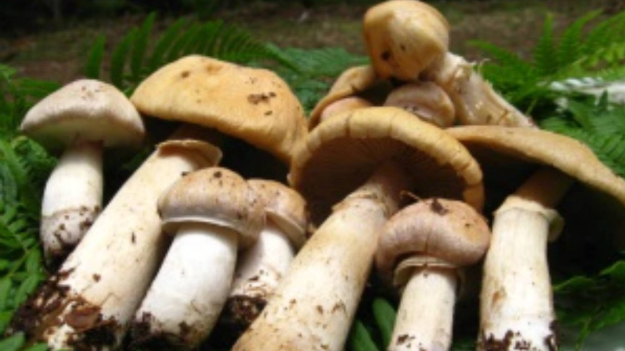 ぼうずたけ（ショウゲンジ）