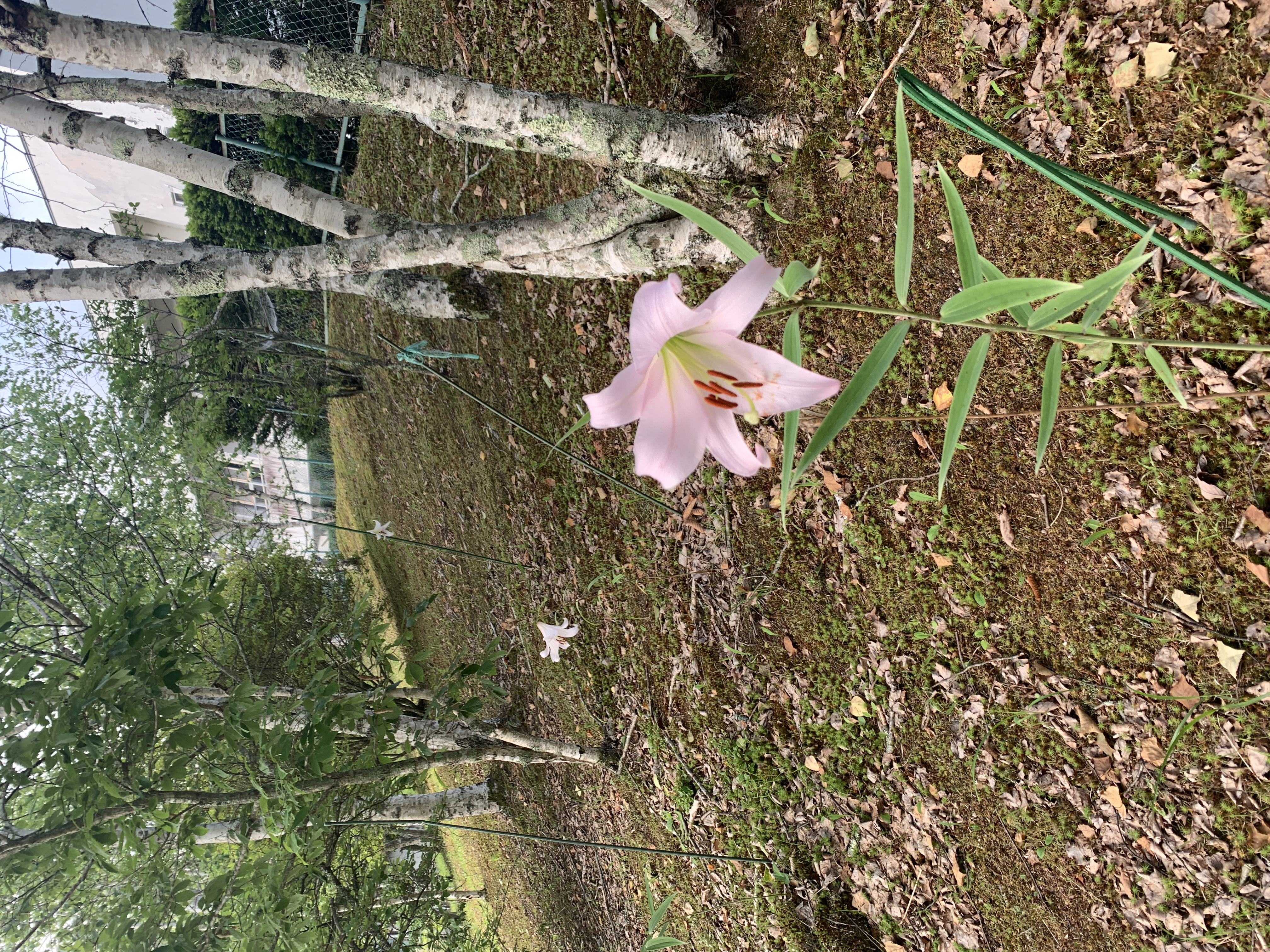 村花　ささゆり