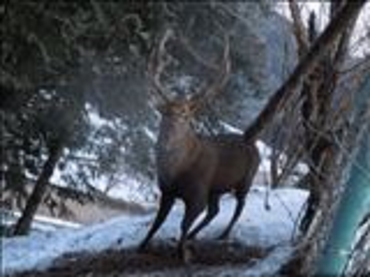 ・ジビエ肉もご用意！