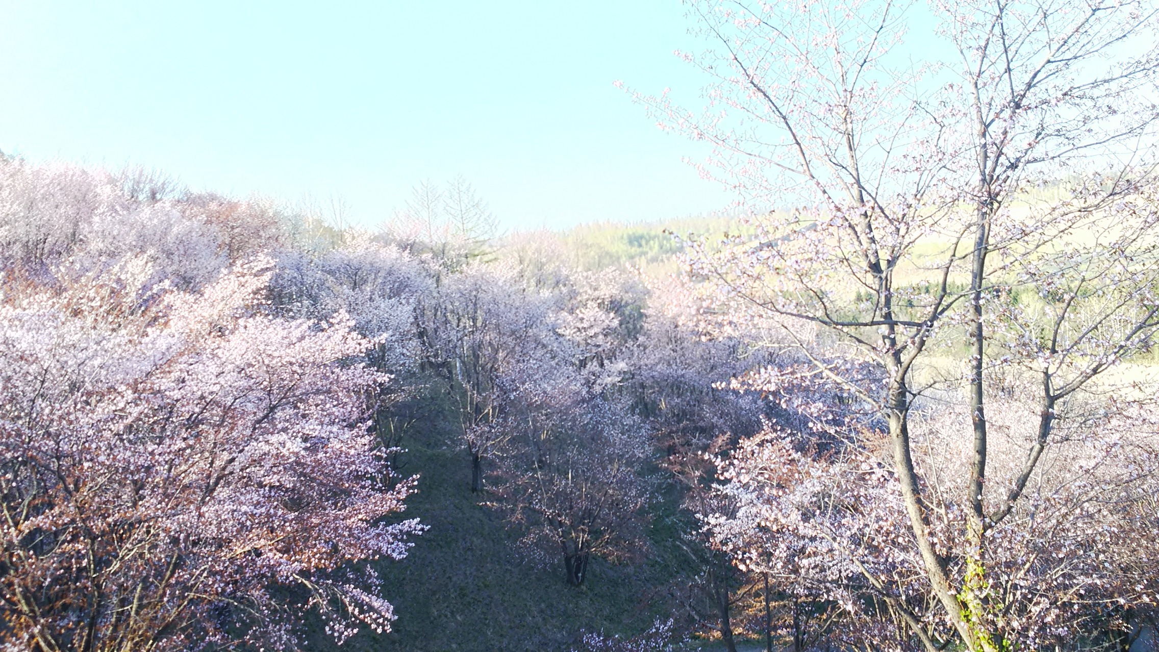 上富良野町 深山峠