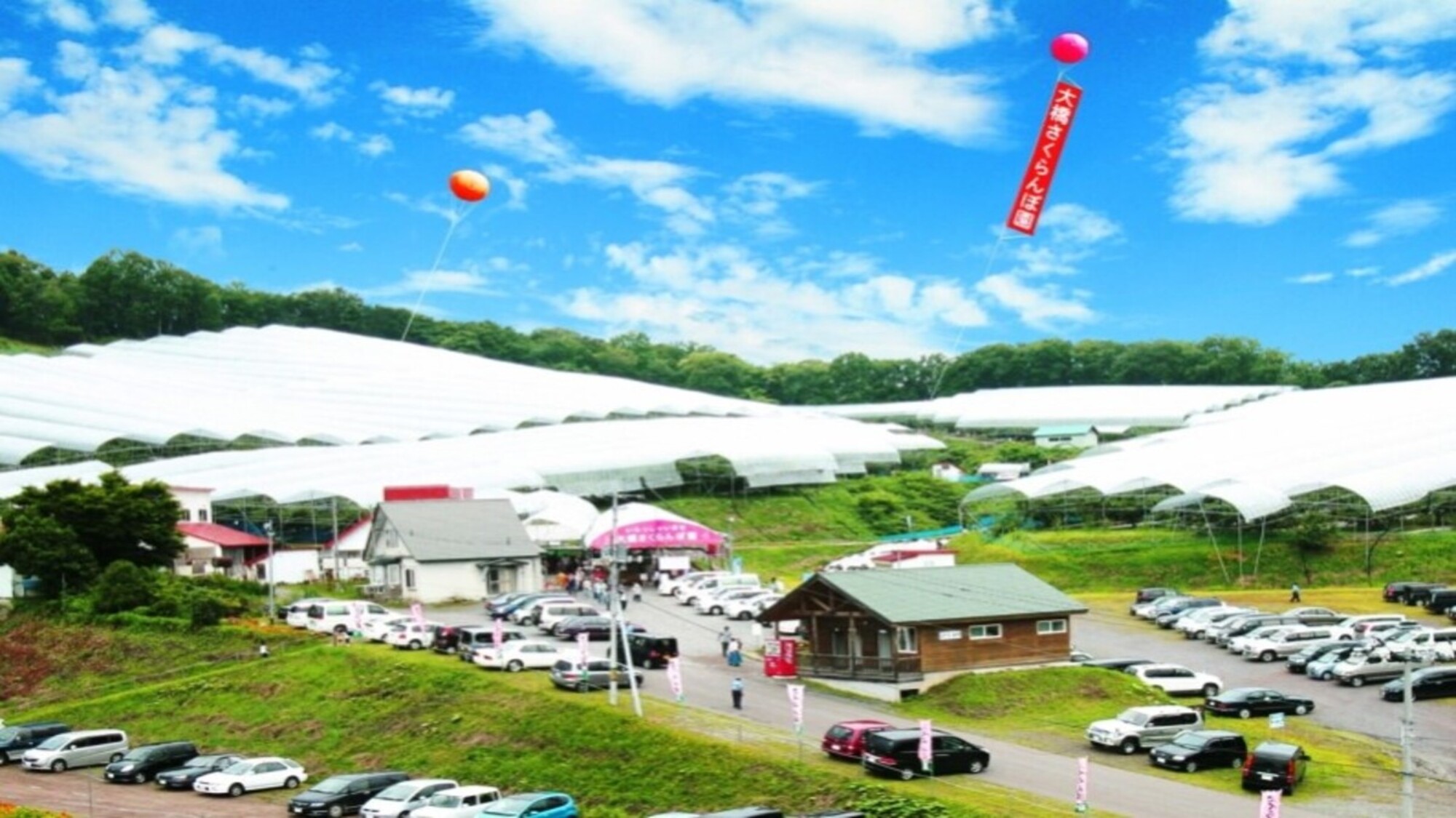 大橋さくらんぼ園