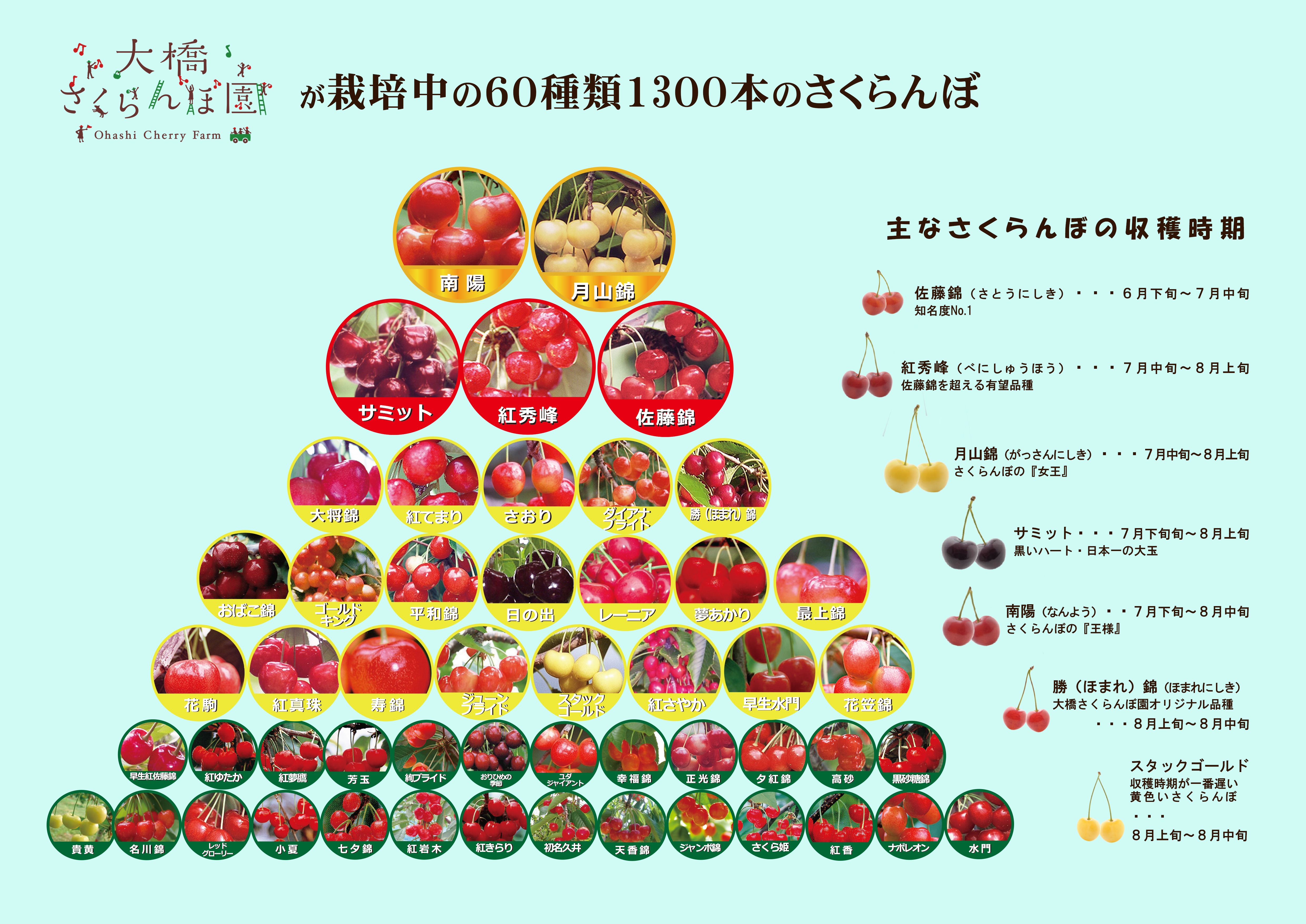 さくらんぼ園栽培品種