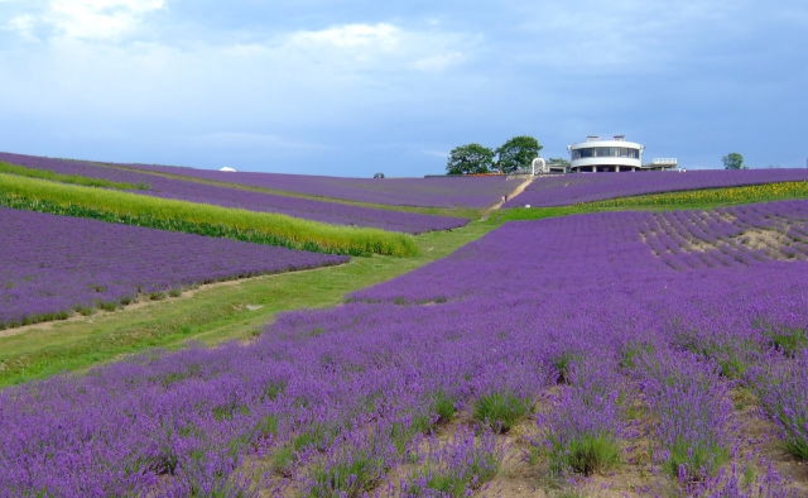 夏の上富良野（ラベンダー）