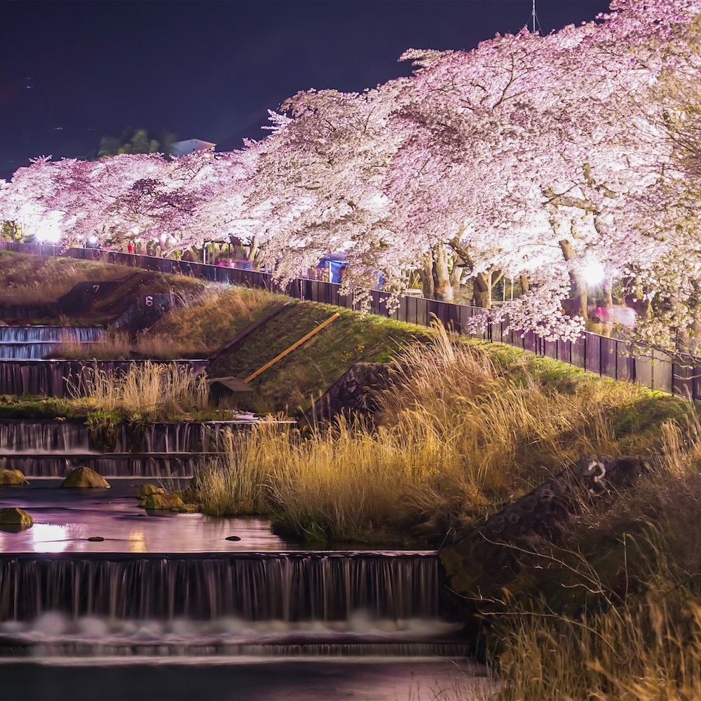 川の流れに映える宮城野の桜（ライトアップ）