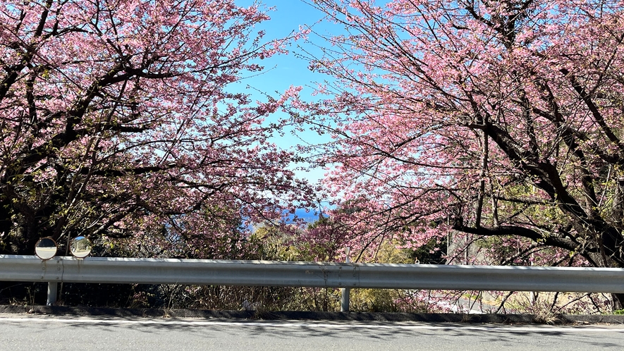 春には宿の目の前に桜が咲き誇ります