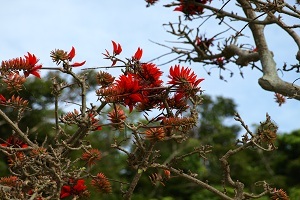 四季折々の花々も