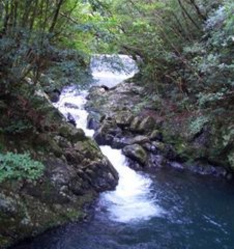 奄美大島の渓流