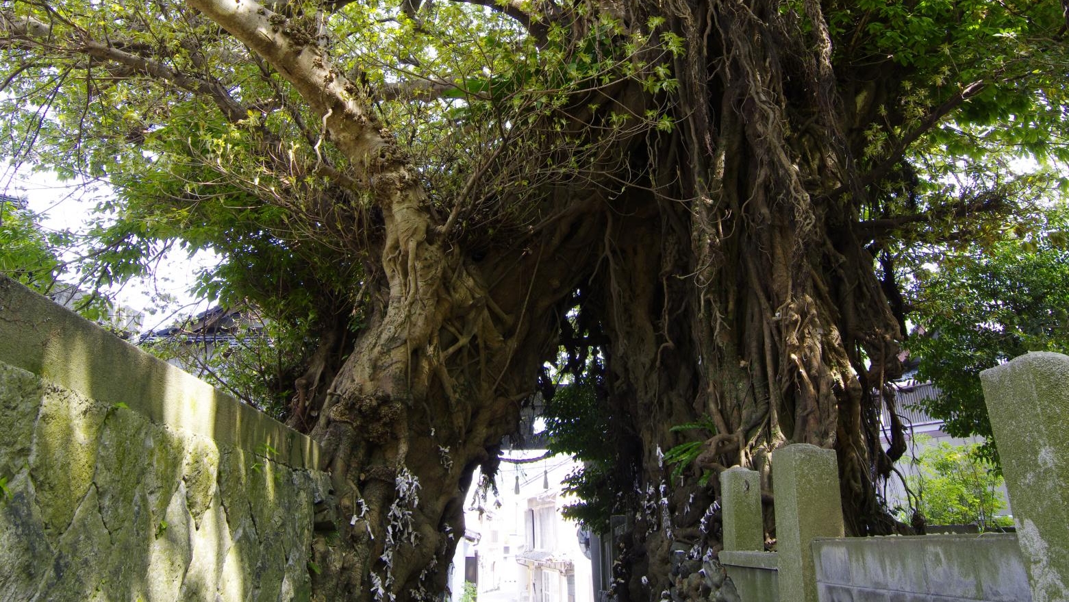 奈良尾のあこう樹（奈良尾神社）　巨木の根が二股に分かれ、まるで天然の鳥居に（ホテルより車約45分）