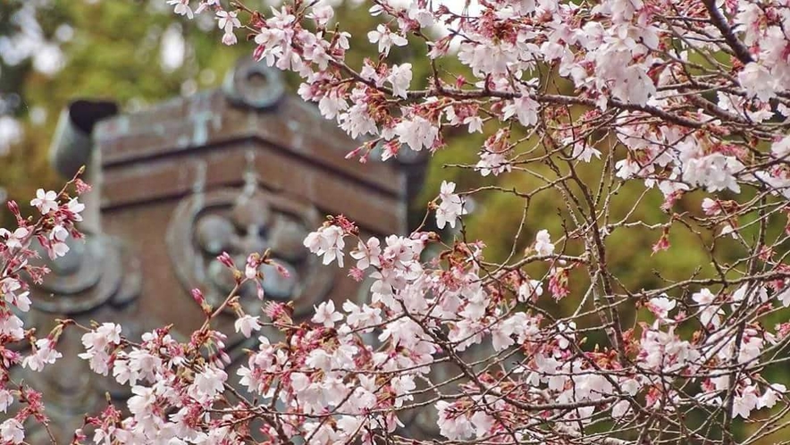 桜と本堂