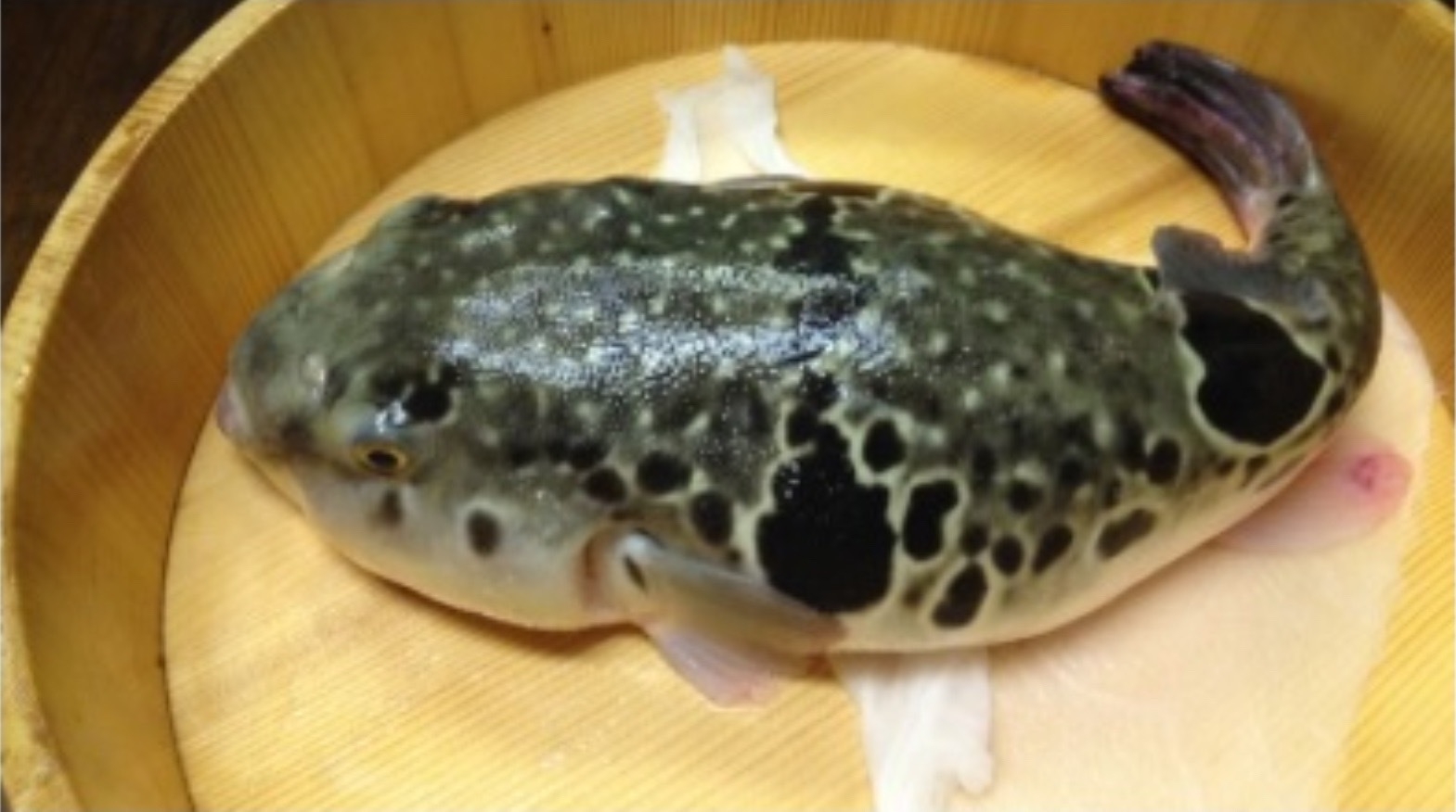 ☆冬季限定☆ふぐ、てっちり×てっさ、ふぐコース。北近江リゾート温泉無料券付)