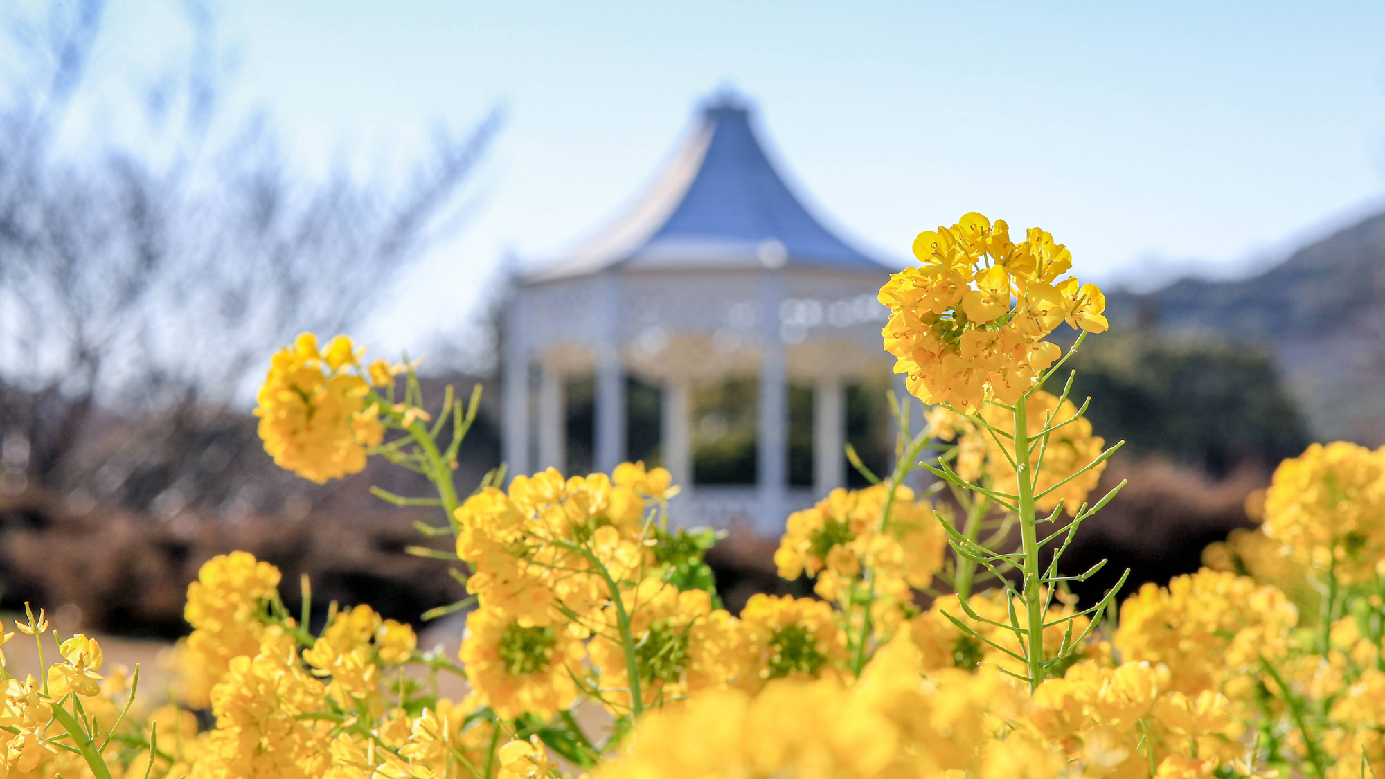 【明石海峡公園】菜の花