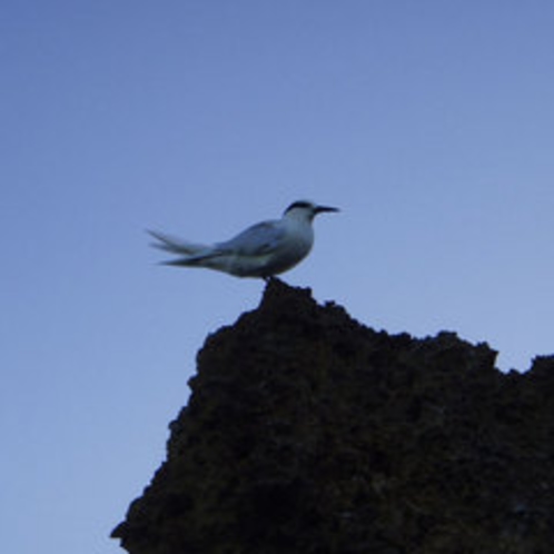 アジサシ♪与論島の野鳥観察もお楽しみいただけます！