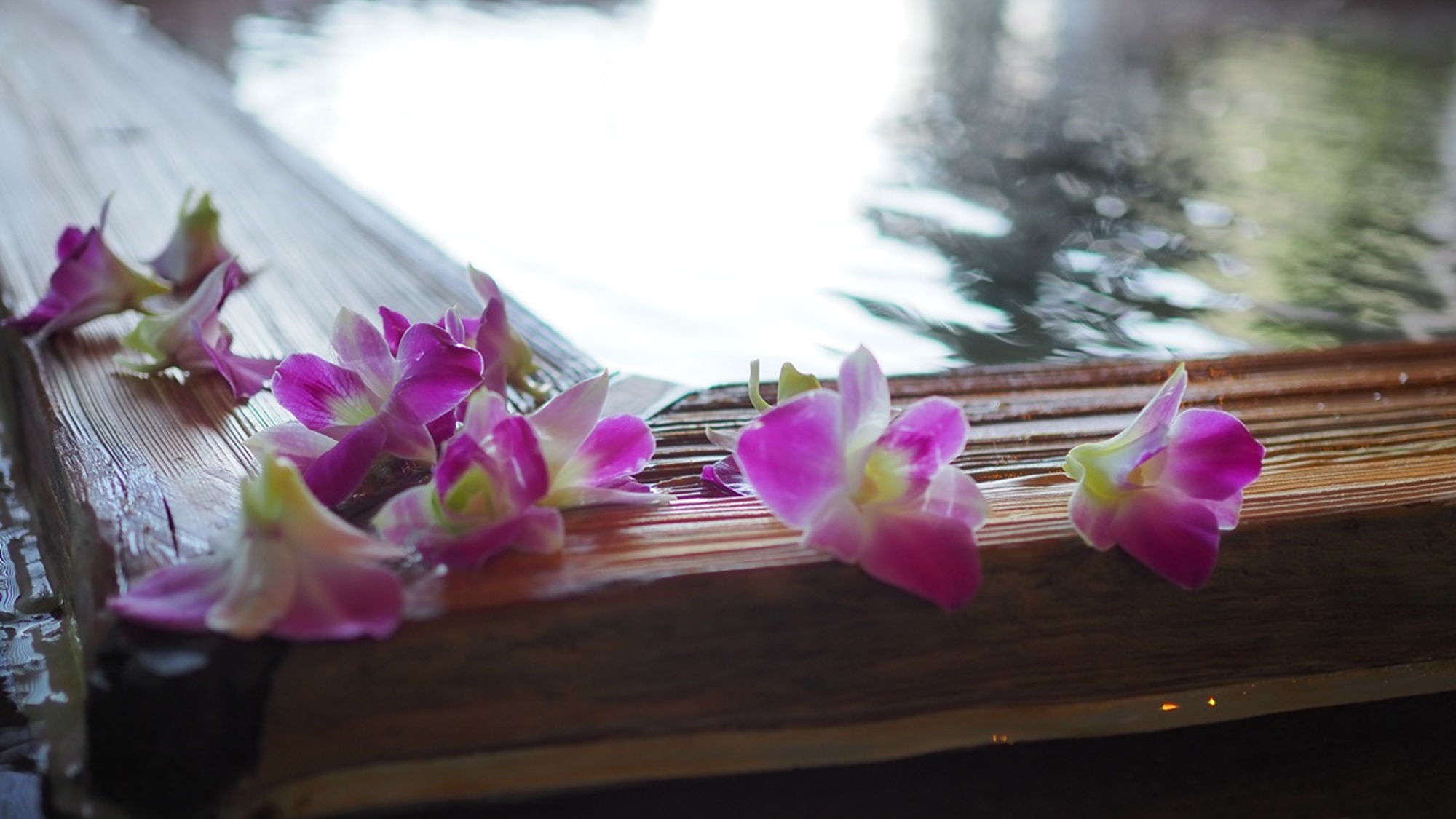 露天風呂「風の湯」では、午後になると美しい花びらが湯の上で揺れ、それは華やかな夢の船。
