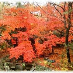 秋の紅葉谷