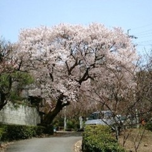 彼岸桜