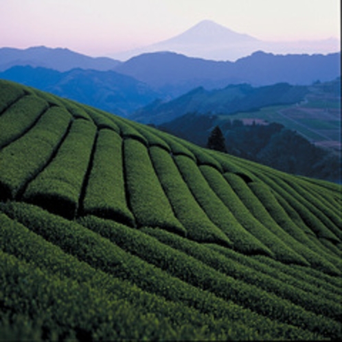 静岡市の茶畑