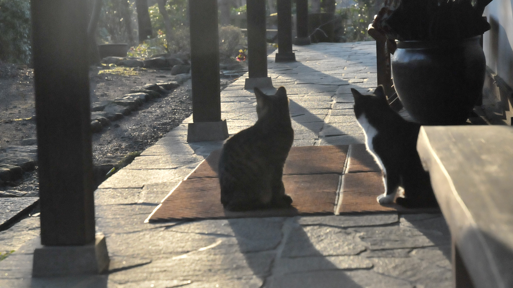 猫二匹が行き来する館内（猫が苦手な方はご遠慮くださいませ）