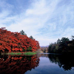 当館より車20分 旧軽井沢　雲場池　水面に映し出される景色がとても綺麗なオススメスポット。