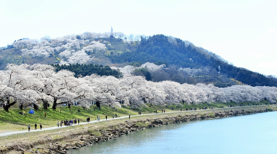 *【白石川堤　一目千本桜】1200本の桜のトンネルがお出迎え♪