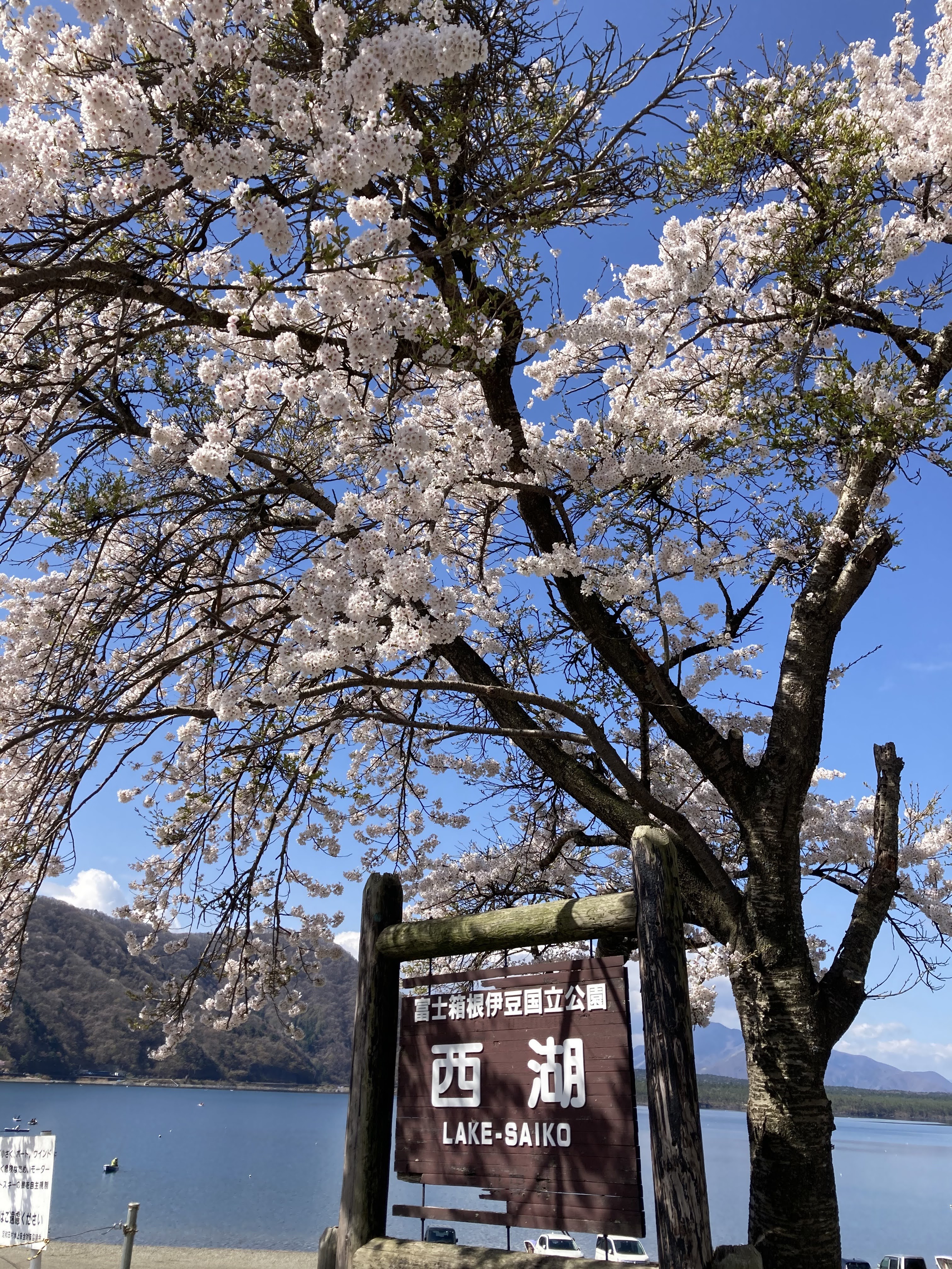 西湖　桜