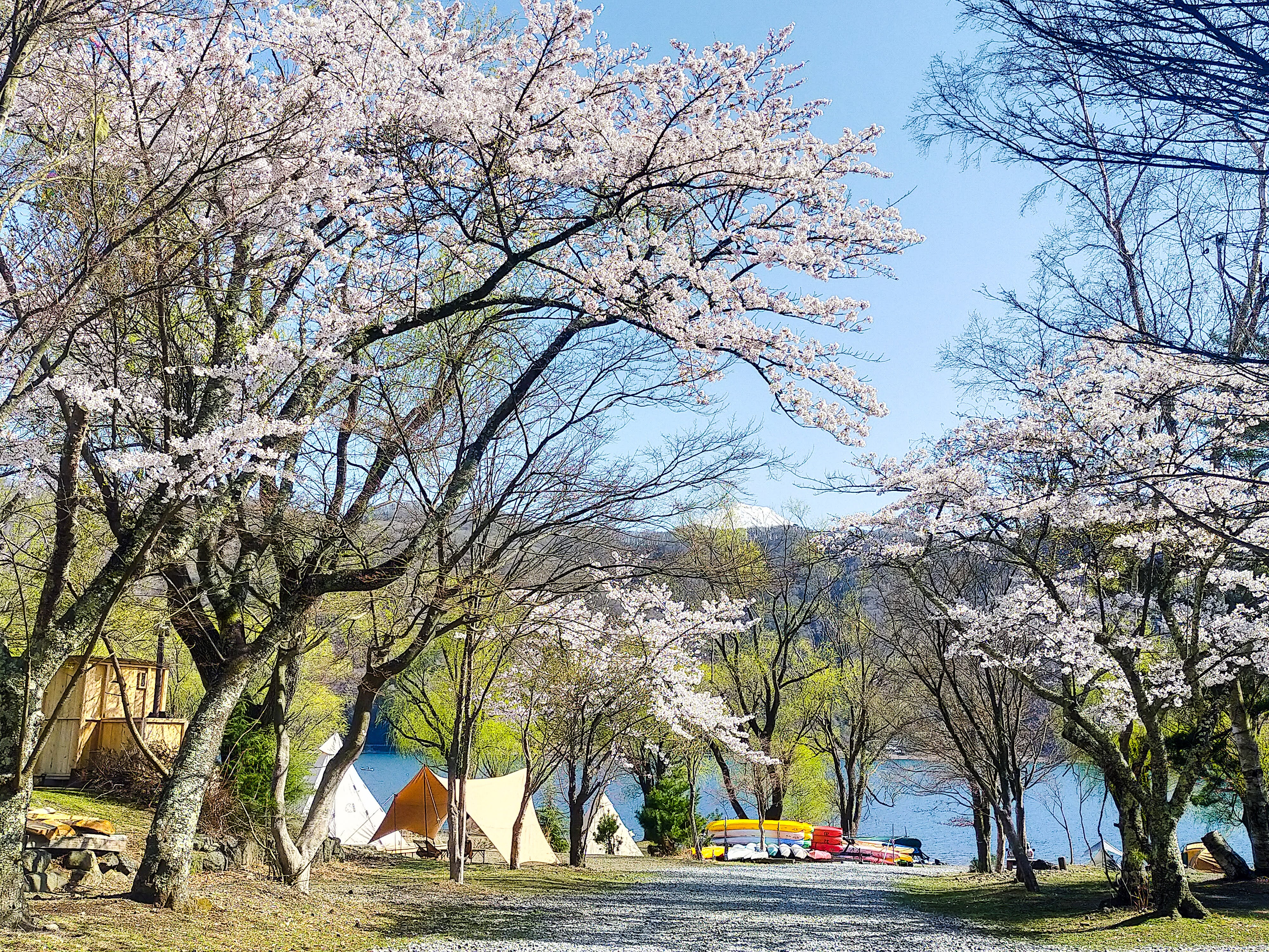 西湖　桜　キャンプ場でのシーン