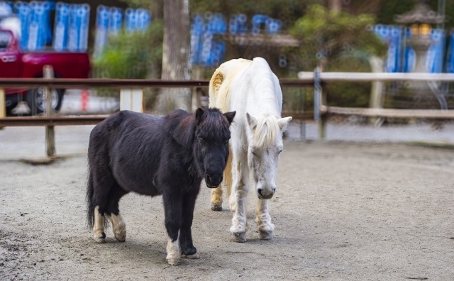 ◆無料送迎付◆丹生川上神社下社参拝プラン〜ご夕食は少食の方におすすめの彩り会席〜