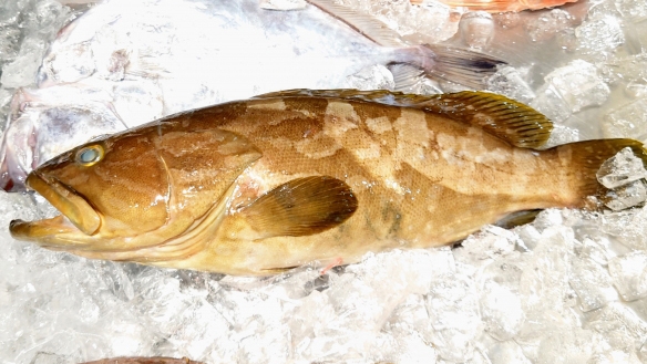 【新プラン登場！】和歌山県直送！幻の高級魚・本くえ会席