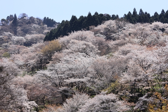 【桜の名所】吉野山まで無料でお送りします！〜当館おすすめ季節の会席料理〜