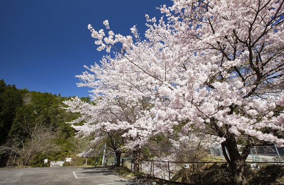 【桜の名所】吉野山まで無料でお送りします！〜当館おすすめ季節の会席料理〜