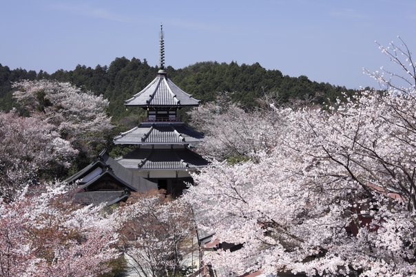 【桜の名所】吉野山まで無料でお送りします！〜当館おすすめ季節の会席料理〜