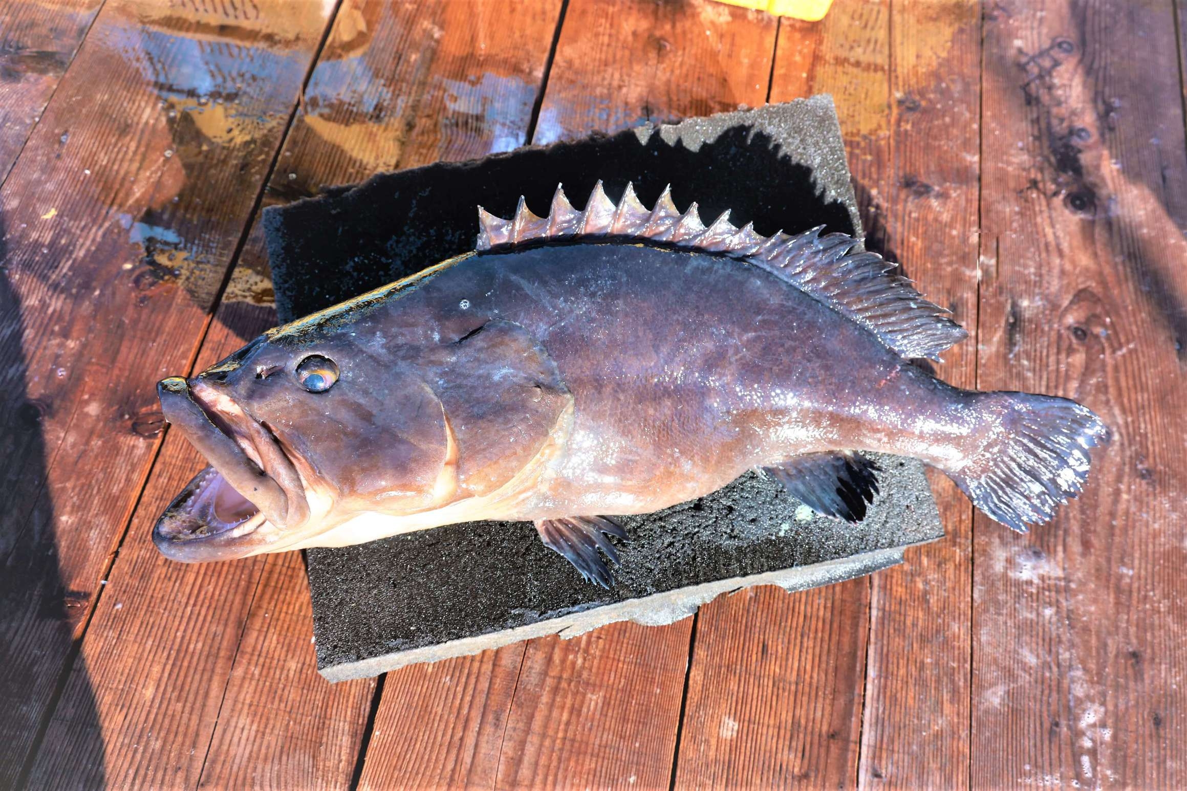 【新メニュー登場】〜海の恵み〜贅沢海鮮会席プラン
