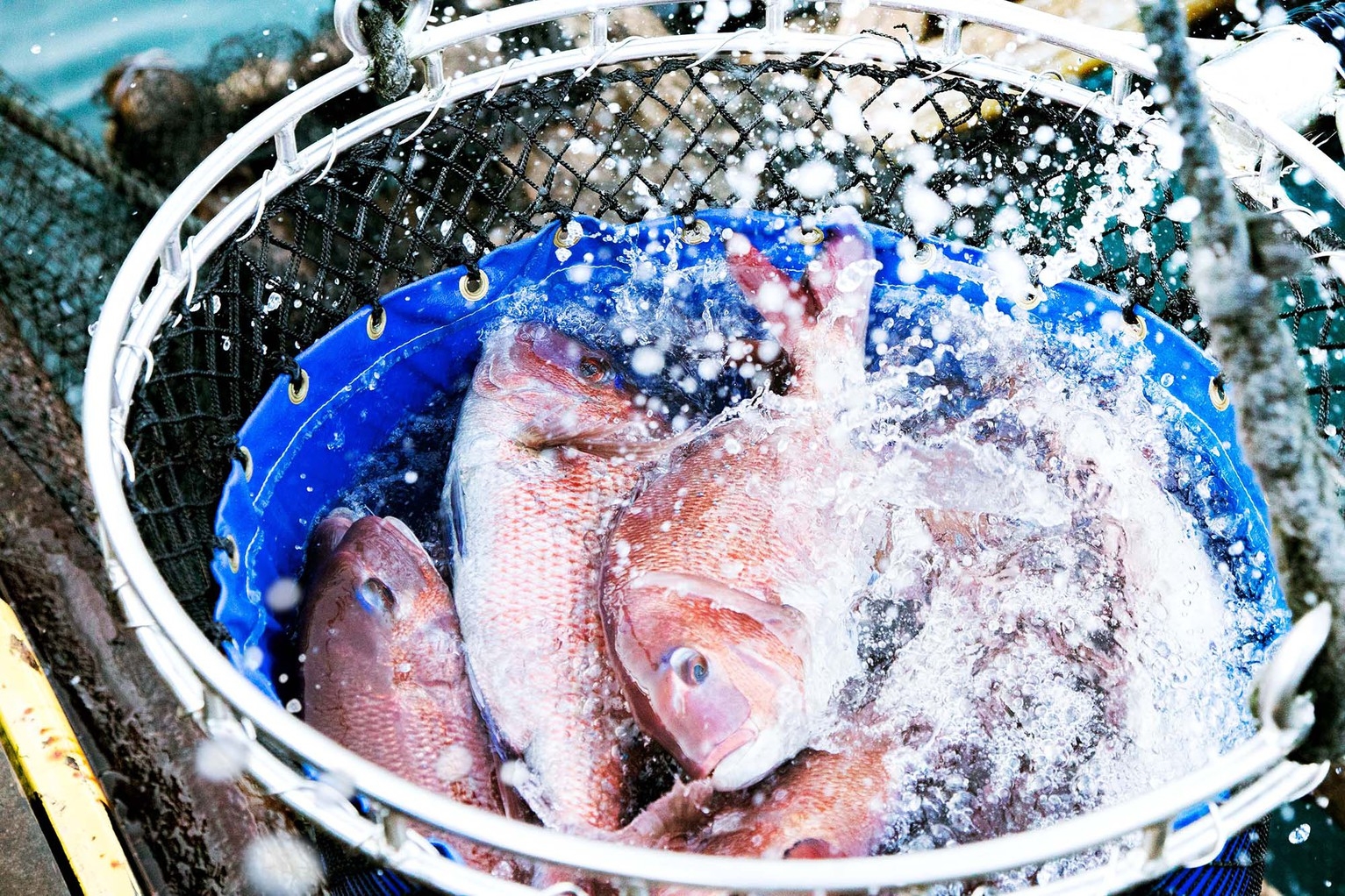 【新メニュー登場】和歌山県直送！紀州梅まだい尽くし会席〜料理長特製柚子ドレッシングとの相性抜群〜